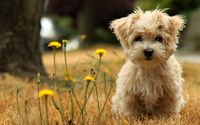 No hace falta que dejéis a vuestro mejor amigo con algún familiar, vuestras mascotas son bienvenidas en nuestro hotel! :)