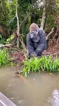 Beautiful #gorila #hewan #animal #mamalia #ape #zoo #wild #nature #binatang