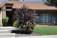 Cordyline baueri - Bauer's Dracaena | PlantMaster