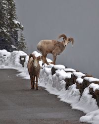 Goats at Logan Pass. Glacier National Park Photo. Zippertravel.com Digital Edition
