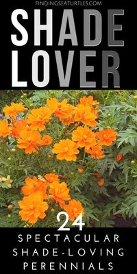 24 Spectacular Shade Garden Perennials #ShadeGarden #ShadePerennials #Organic #ShadeLoving