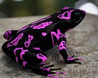 This is the Costa Rican variable harlequin toad (Atelopus varius), also known as the clown frog. - Imgur