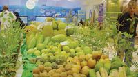 SALALAH, Oct 25 - Salalah and its adjoining areas have great potential for growing many varieties of exotic tropical and subtropical fruits due to unique climatic conditions. Many...