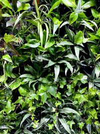 Here's a close up of our mobile vertical green gardens. Elevate your space at home or the office with these live walls.