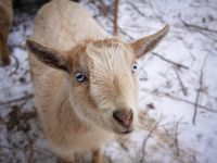 A pale blonde young goat with blue eyes and a pink nose looks upward. Her face is fuller as she has developed her winter coat. She is standing on a light dusting of snow where some of the branches on the ground are slightly visible through the white. Her expression borders on, "what fresh hell is this?"