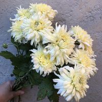 French Vanilla Chrysanthemum