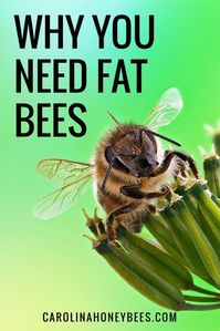 Winter bees are different than regular honey bees born in the Summer. Healthy bees and well winterized bee hives are the best tools to have successful Spring hives. #winterizebeehives #bees