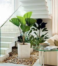 Plantas grandes para ter dentro de casa sofisticada #plantas #plantasparacasa #plantasgrandes