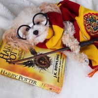 10000000 points to Gryffindor
