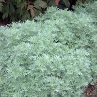 Artemesia 'Powis Castle' is a drought proof sun perennial with 3+ seasons of interest. Blue-gray foliage is one of nature's sign of a plant with low water needs and Powis Castle is right at home in a dry garden. Powis Castle has lacy silvery-gray leaves that emit a fragrance when you brush up against it. Stunning in mass plantings, as a border plant or spilling over a rock wall. Resembles Silver Mound, but woodier and taller. Rounded form compliments nicely with spiked plants and used to s