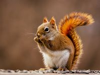 Photograph of a red squirrel eating seed with a blurry background.
