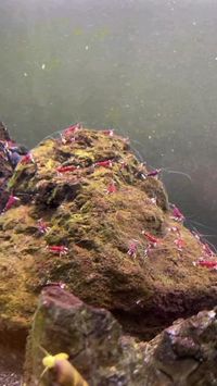 Salah satu jenis udang hias yang cantik. Yaitu udang hias sulawesi, hidup di air tawar. Kalau yang di video ukuranya masih bayi. #udang #udanghias #udangairtawar #aquascape #hewan #airtawar #pet #binatang #lucu Credit/Source 📸 : instagram.com/_zenaqua_