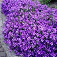 Campanula portenschlagiana or ‘Dalmatian Bellflower’ is a beautiful annual or perennial plant that forms a mat of small rounded leaves. The flowers are star-shaped, blue-purple in color that blooms from spring through summer. Relatively cold hardy but requires shelter when temperature dips below much. It grows in full sun and in the part shade too, on a fairly loose, well drained and alkaline soil