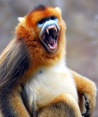 Golden monkey | Flickr - Photo Sharing!