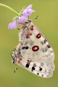 BEAUTIFUL picture!!! soft pastels & magical markings ~ stuff dreams are made of!!! great delicate photo!!!