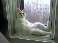 かわいいペットの写真: 猫 おもしろ画像 - GP01