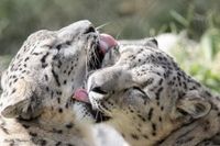 A.D.O.P.T. an Animal - Cincinnati Zoo & Botanical Garden®