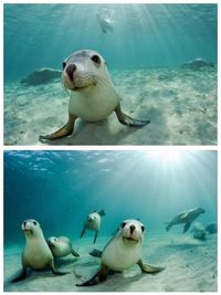 linda - linda Imágenes efectivas que le proporcionamos sobre animals ilustrations Una imagen de alta calida - #animalssalvajes #animalswildsea #linda