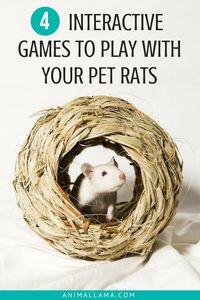 Are you looking for new ways to entertain your pet rats? Take a look at these 4 interactive games to play with your rats! Your rats will have fun and you'll bond in the process. #rats #ratcare #pets #petcare