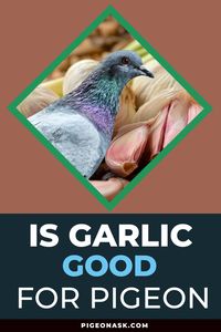 Are you wondering if garlic is good for your pigeons? The answer is yes! Garlic has many health benefits for our feathered friends. It can help boost immunity, prevent parasites, and even improve digestion. Plus, it has antibacterial and anti-inflammatory properties. So, give your pigeons a little garlic and see how they like it! #pigeonhealth #garlichealth #pigeoncare #birdcare #pigeonask