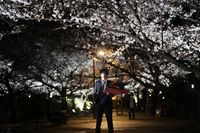 山田裕貴はInstagramを利用しています:「#余命10年 みなさん観てもらえたでしょうか? #桜 #夜桜 @yomei10movie」