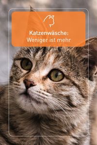 Von Wasser bis Katzenshampoo - Weniger ist mehr! Vergesst nicht, dass Baden für eure Samtpfote puren Stress bedeutet. Deshalb solltet ihr so wenig Katzenshampoo wie möglich benutzen, dann geht auch das Abspülen viel schneller.