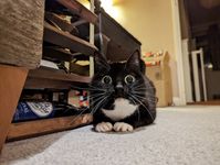 A tuxedo cat in hunting mode. Zelda is on her belly with her peets tucked together, eyes dilated, whiskers splayed and teef poking out. She looks ready to attack, but also startled and confused.