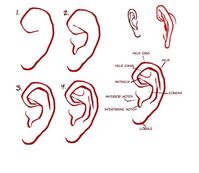 Character Anatomy | Ears