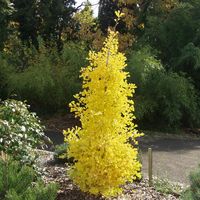 Arbre aux quarante écus ! Feuilles caduques caractéristiques devenant jaune d'or en automne. Grâce à sa croissance modérée et son port très érigé dense et régulier, BLAGON s'adapte parfaitement aux petits jardins urbains et en grands bacs sur les terrasses. Très rustique, il pousse en tout sol bien drainé, au soleil comme à mi-ombre. Hauteur adulte environ 4 m et plus.Le plant en pot de 1.3 litre : 30/40 cm.