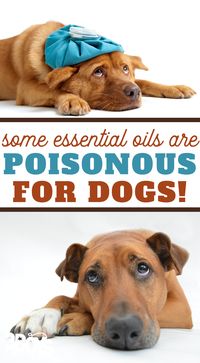 Are essential oils safe for dogs? You’ll find what essential oils are safe to use for your four-legged furry friend here! If you’re interested in essential oils, but you have a man’s best friend at home to think about, you might be curious if essential oils are safe for cats or dogs. #essentialoils #dogmom #petsafe #3boysandadog