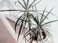 4 Reasons Your Dracaena Might Not Be Growing And What You Can Do To Help - The Healthy Houseplant