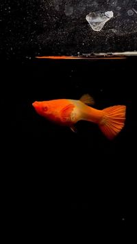 #redguppyfish #guppyfish #guppy #albinoguppy #koiguppy Guppy Albino Koi Red Ear
