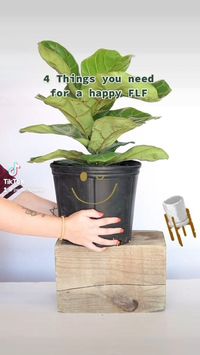 These are the 4 simple things you need to keep your Fiddle Leaf Fig tree happy and healthy! This Fiddle Leaf Fig plant care guide makes it quick and easy for new indoor plant growers. Check out these tropical trees on our website!