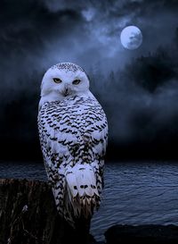 Beautiful Owl Photo..nei tuoi occhi pieni d'infinito dove i confini non esistono!