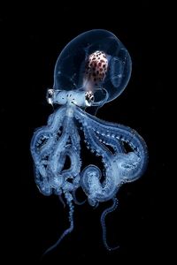 Blackwater Photographer Captures A Young Octopus With A Transparent Head, And You Can Even See Its Brain | Bored Panda