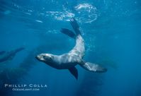 Northern fur seal. Callorhinus ursinus photograph. Photograph #00965 by Phillip Colla / Oceanlight.com.
