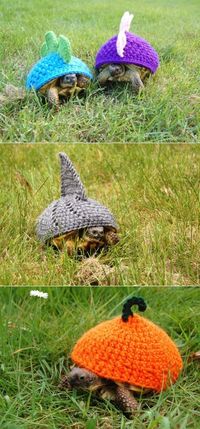 Tortoise Shell Fashion... Now I want a turtle so I can dress him like a shark.