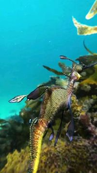 Credit/Source 📸 : instagram.com/jakemasondiving