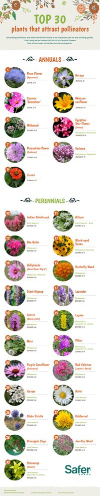 Top 30 plants that attract bees, butterflies and hummingbirds - #pollinators #infographic #flowers