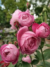 Rose : Reine Victoria | Taken in my garden, May 2011 | Flickr