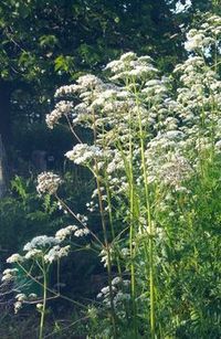 Valerian | Fresh Herbs | Herbalism | Nature Photography