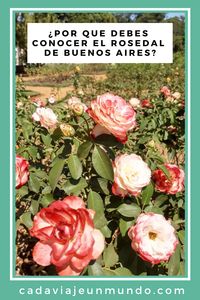El Rosedal de Palermo es un paseo imperdible para realizar en Buenos Aires. Aquí, la guía más completa y los datos más curiosos para disfrutarlo durante todo el año. #buenosaires #argentina #palermobuenosaires #rosedaldepalermo #turistadeciudad #cadaviajeunmundo