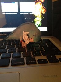 45 Life hacks for parrot owners