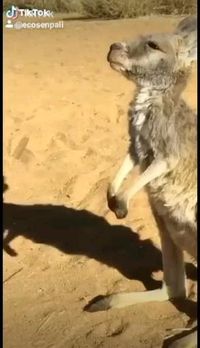 Fallow the leader😂😂 • Follow @ecosenpaii for more👍🙌😍 • #ecosenpaii #saveearth #savetheocean #savetheturtles #funnyvideo #animal #animals #savetheplanet #saveourseas #plasticfree #plasticfreejanuary #plasticsollution #plasticsucks #plasticfreeforthesea #plasticfreeliving #fridaysforfuture #climatestrike #plasticfreeoceans #lifewithoutplastic #climatememes #funnymemes😂 #climatechange #animalmemes