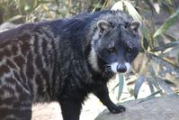 african civet - Pesquisa Google