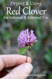 Make effective and easy home remedies by drying and using red clover for internal and external use. #foraging #herbalism