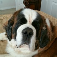 Gracie