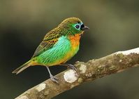 Saíra Lagarta saíra-lagarta (Tangara desmaresti) #birds