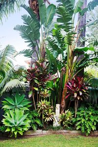 Nous avons été influencés par les nombreux jardins tropicaux luxuriants de notre quartier côtier et d'outre-mer », dit-elle.« Les plantes tropicales sont aussi incroyablement robustes. Cela aide également que Bilgola soit pleine de terre volcanique rouge alors tout pousse vraiment bien! "