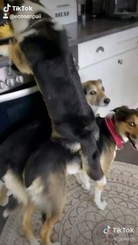🐶mission impossible🐶😍follow @ecosenpai❗ because you want more👍🙌😍😅The best video about animals! funny animal videos | funny animal videos can't stop laughing hilarious | cute animal videos animal videoys | baby animals videos | wild animal videos | pet videos | funny and dog videos | animal videos funny dogs | videos animales | animals beautiful videos | animals aesthetic videos | animals friendship videos. #cuteanimalsvideos#cuteanimals#animalsvideos #funnyvideos#doggyvideos